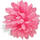 Model: Pink Chrysanthemum