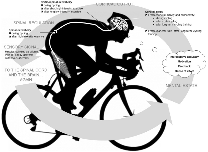 neural process for cycling