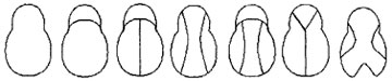 comparison of chamois shapes