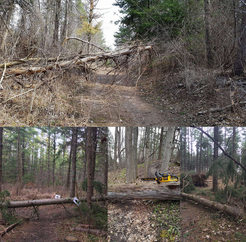 rees and debris littered the trails - we are almost done cleanup!