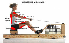 Diagram of muscles that are used while rowing