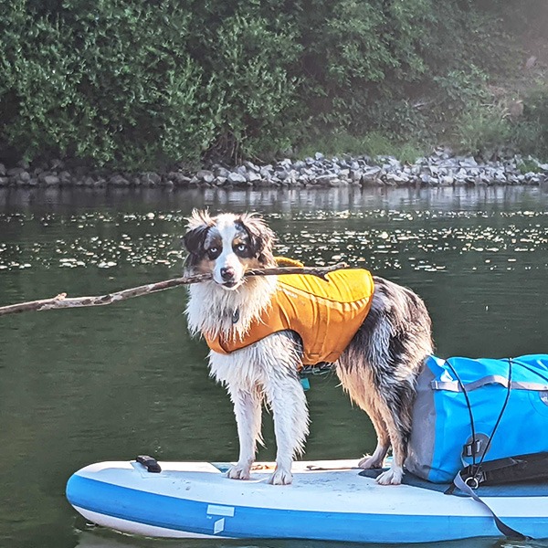 Dog in life vest on stand up paddleboard