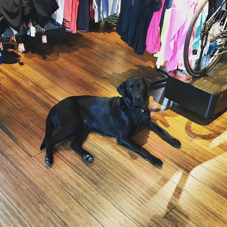 Shop Dog: Stella