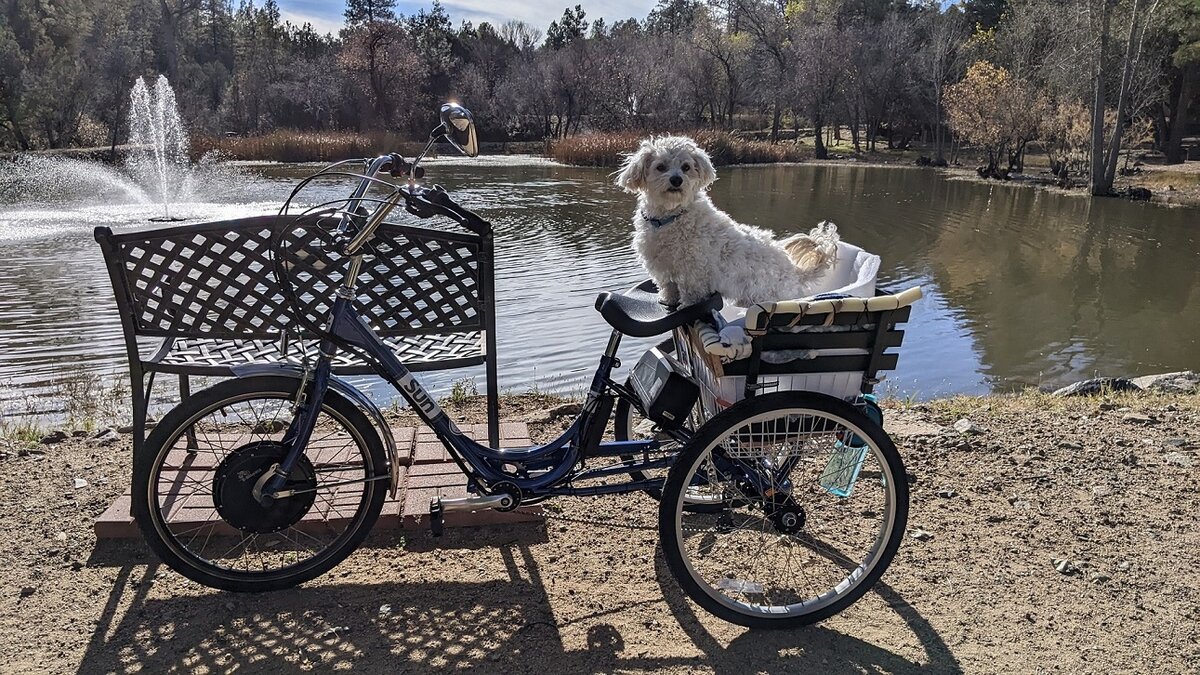 Traditional 24 Electric Adult Trike