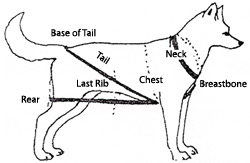 Image of a dog for measuring purposes