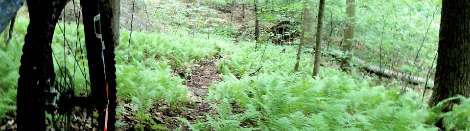 Mountain biker riding on a trail