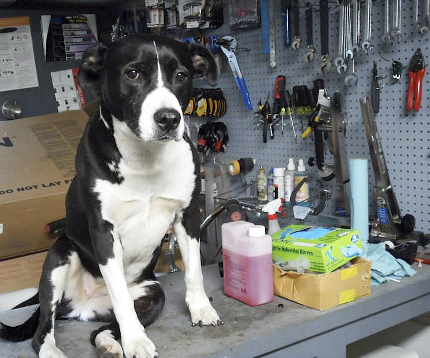 the shop dog!