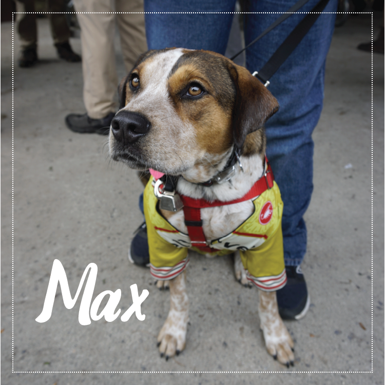 Shop Dog Max