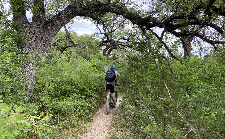 mountain biker on single track winding through oak trees