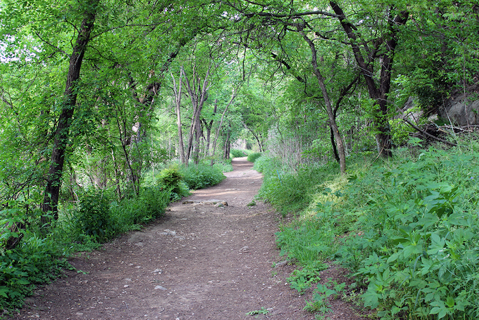 Tree lined view of Violet Crown Trail