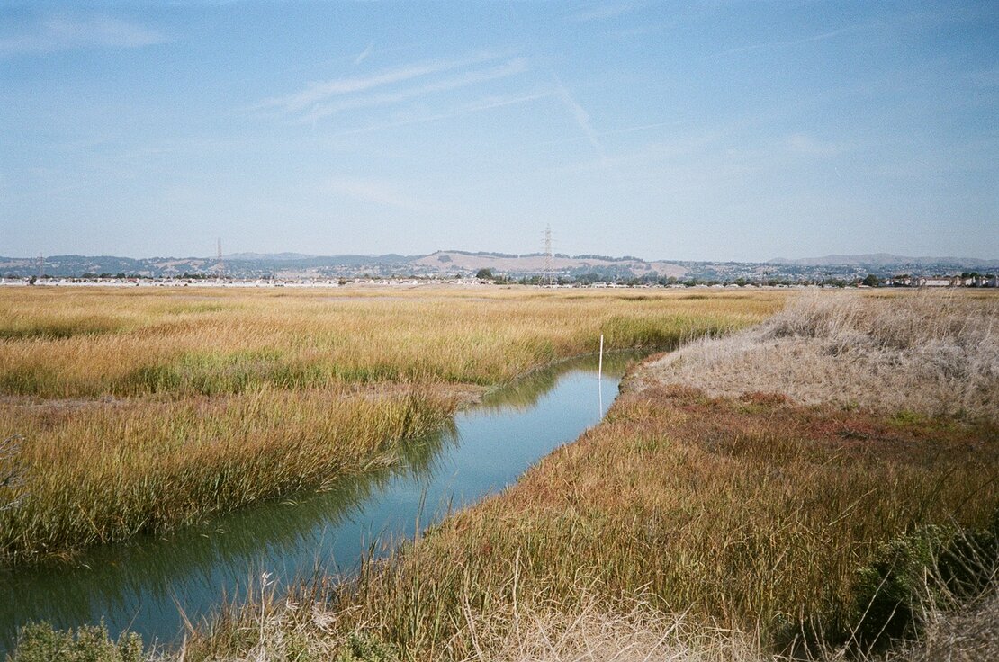 Hayward regional shoreline