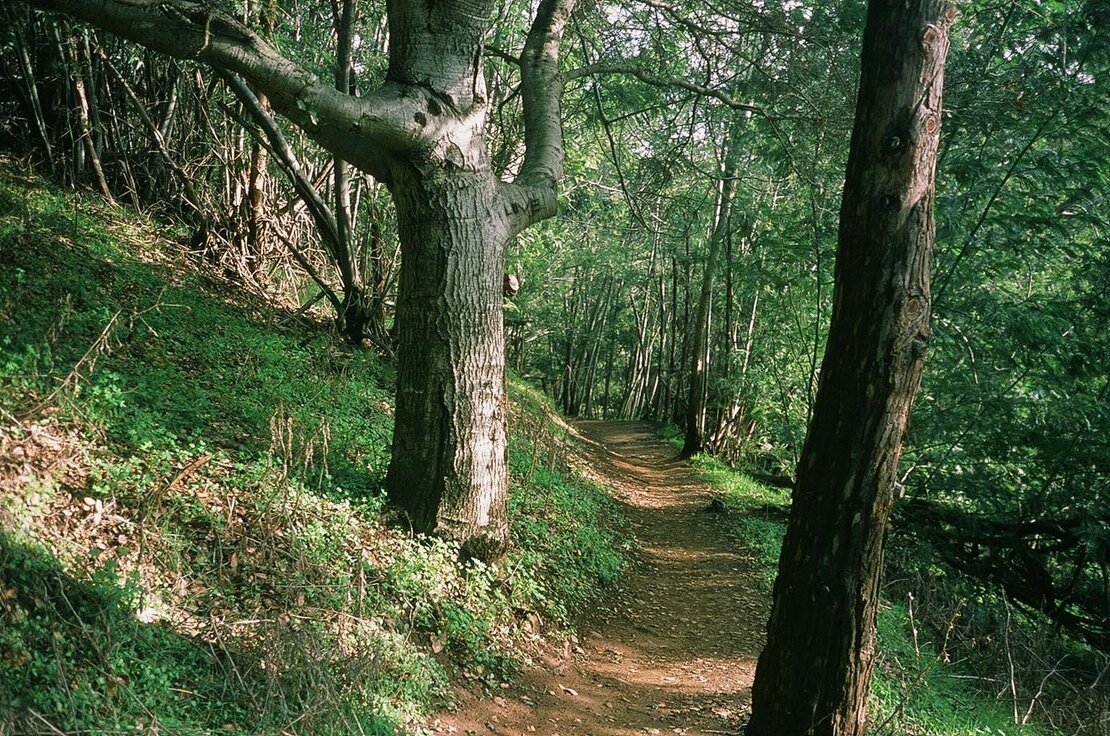 Trail in Joaquin Miller Park, Oakland