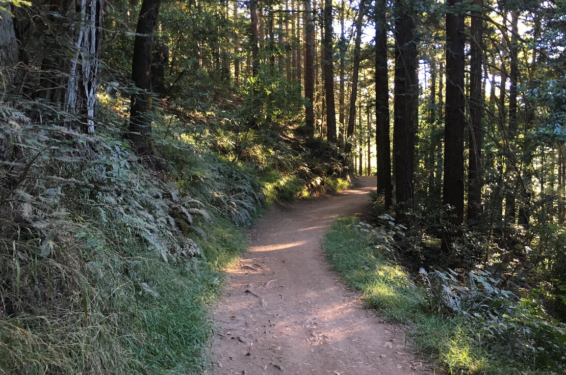 Sequoia Bayview Trail, Joaquin Miller Park