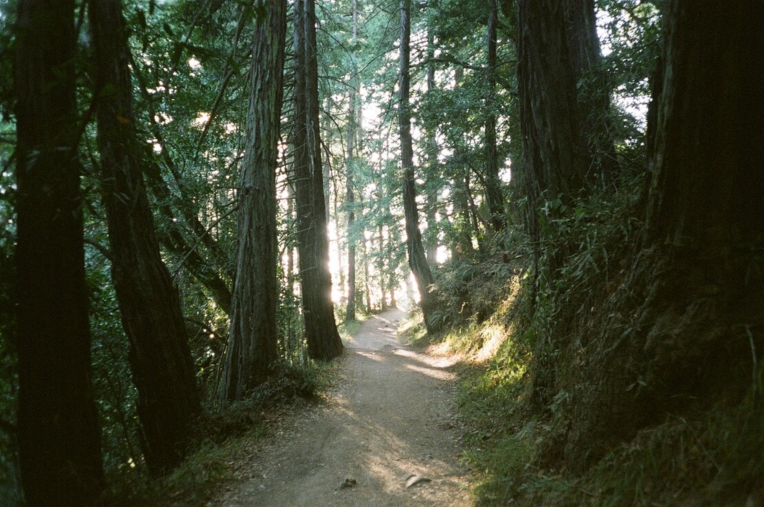 Trail in Joaquin Miller Park, Oakland