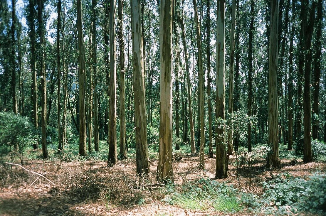 View from Nimitz Way trail