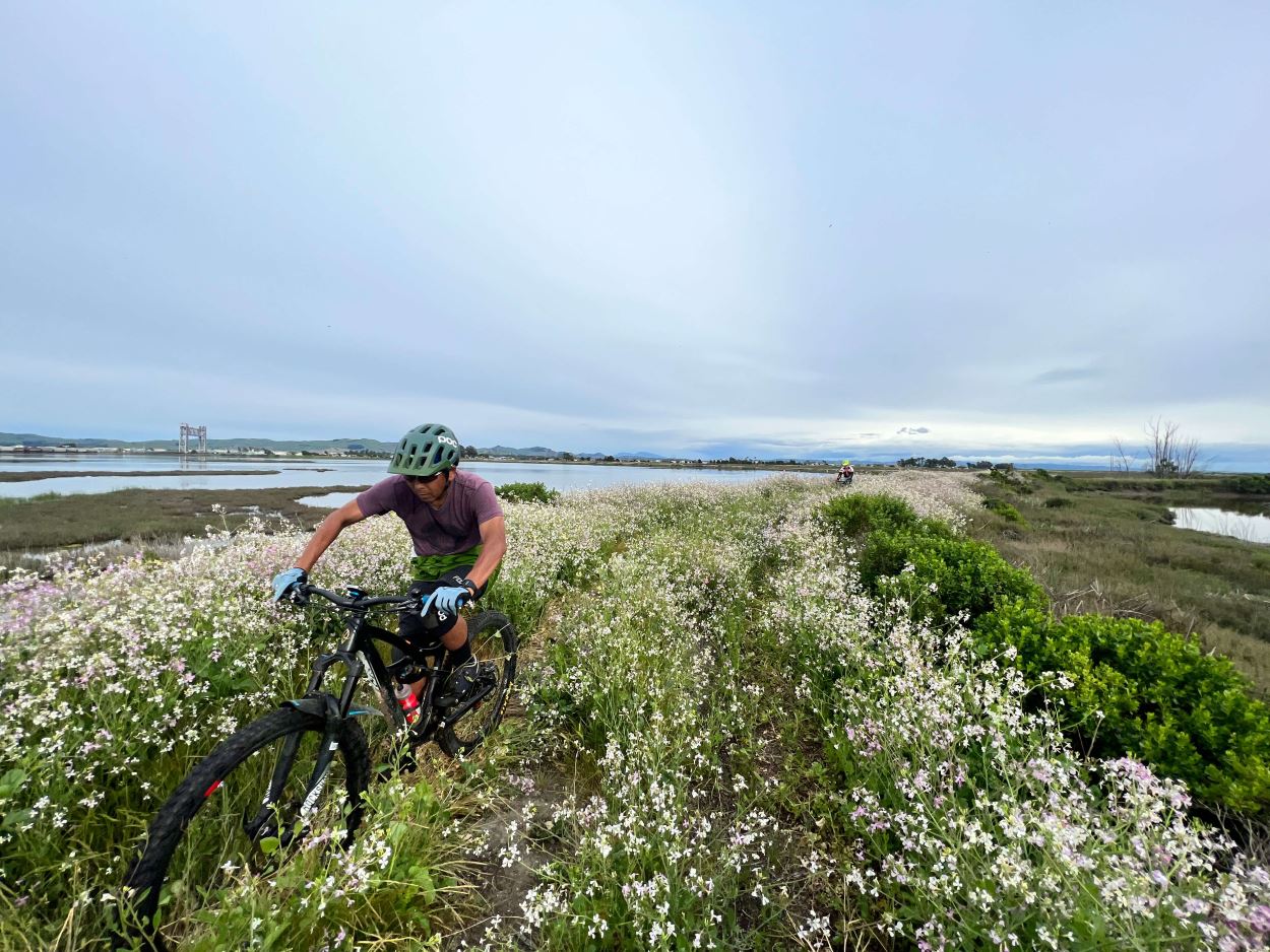 A man on a mountain bike rides through a field of white flowers.