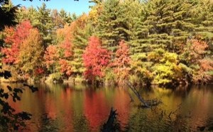 Trees with orange leaves on a lake
