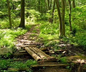 Mountain bike trail with a log bridge