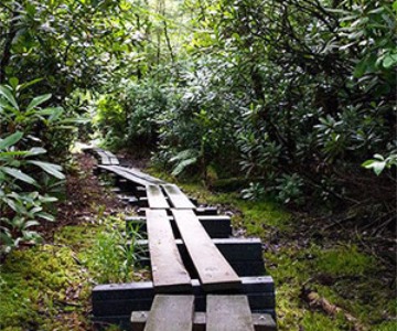 Wooden plank obstacle on the trail