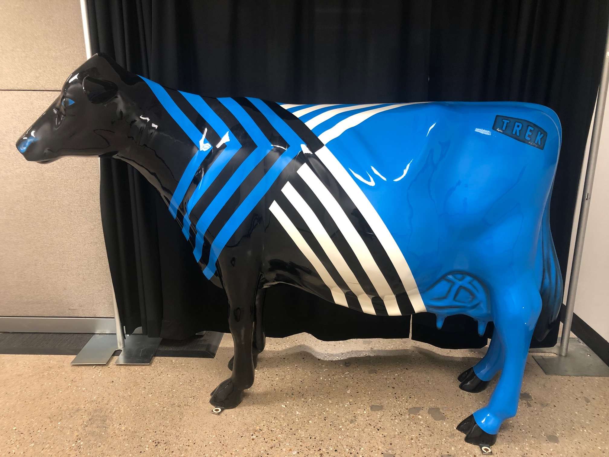Black, blue and white cow