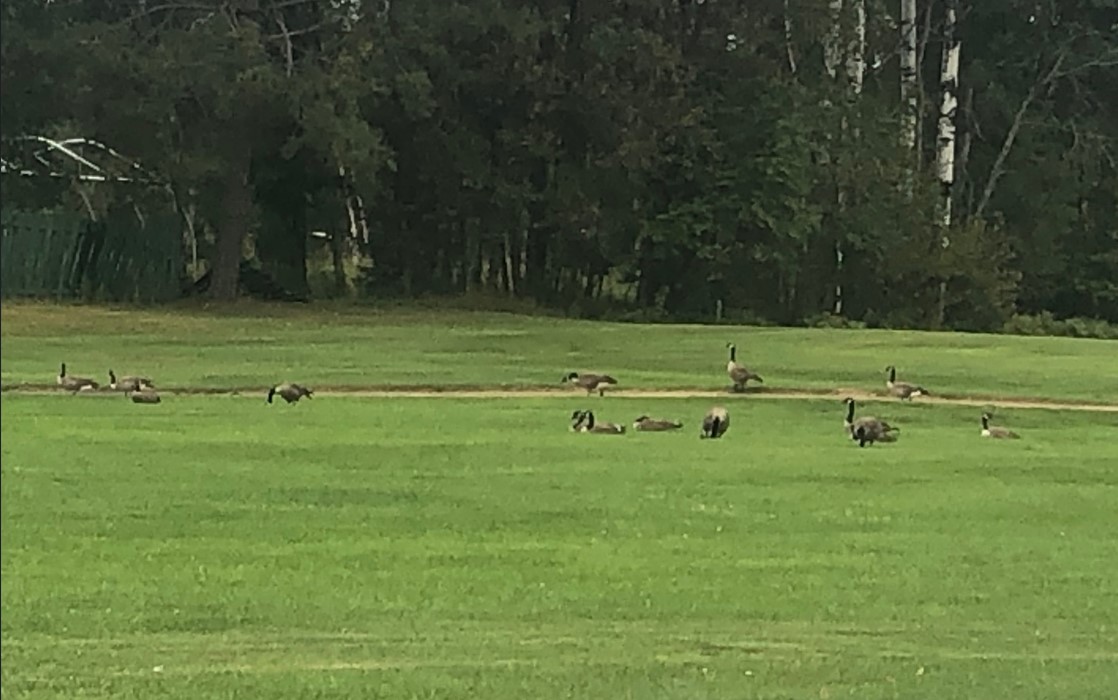 Canadian Geese in a field
