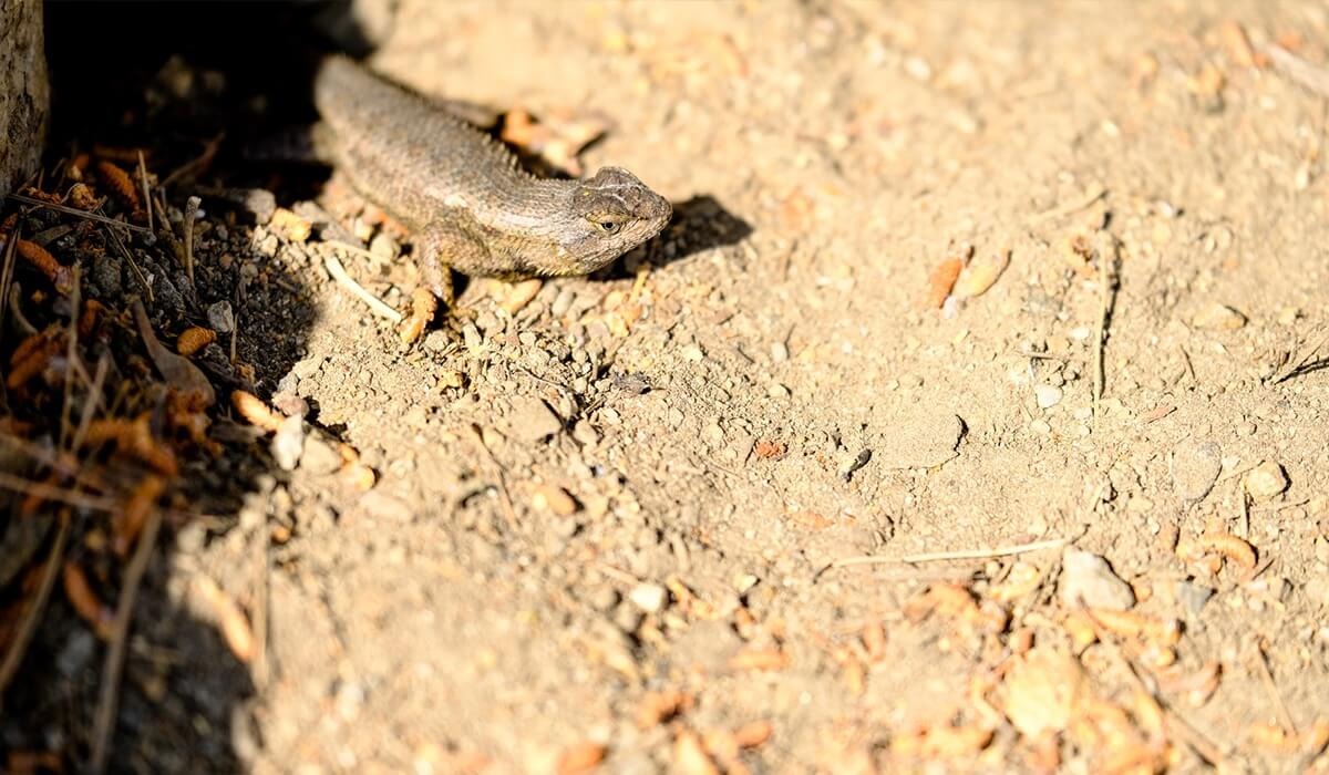 Closeup view of a a small wild lizard in the sand