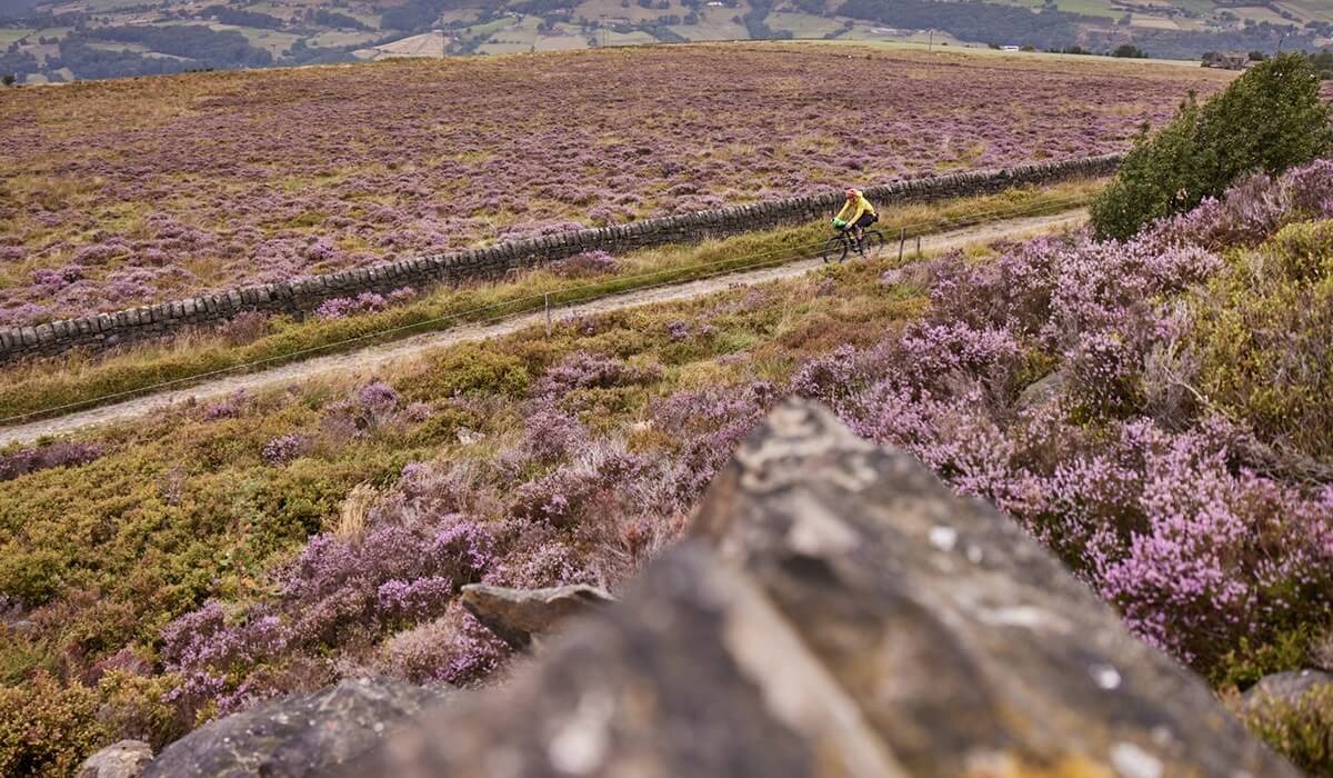 A cyclist rides an a dirt road between fields filled with purple flowers and mountains