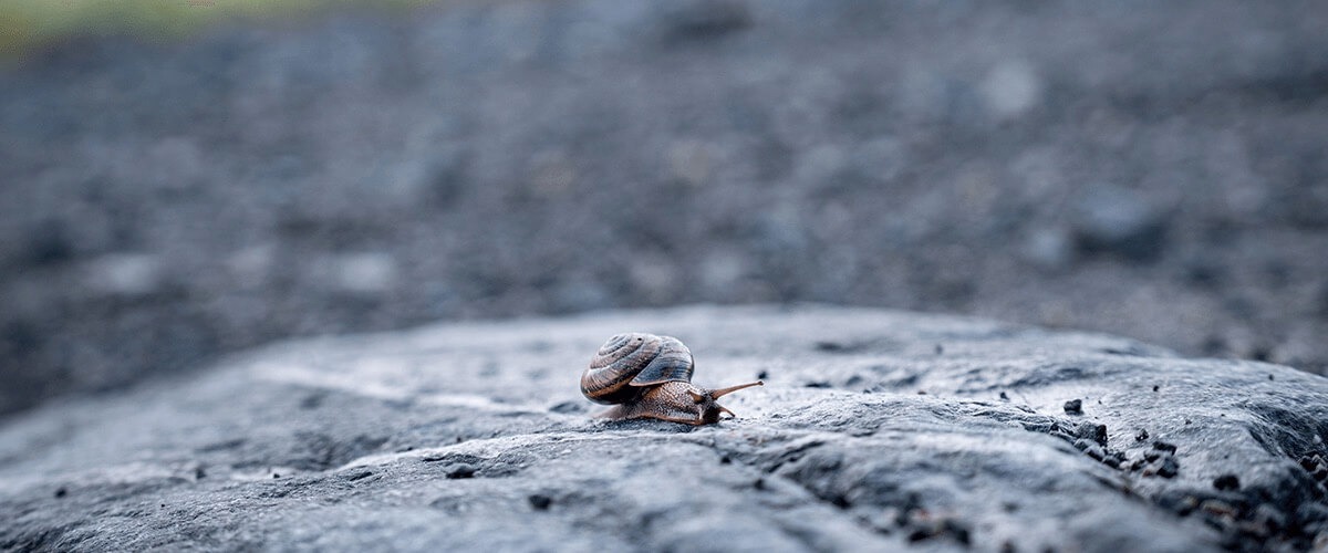 Closeup view of a snail crawling on a dark rock