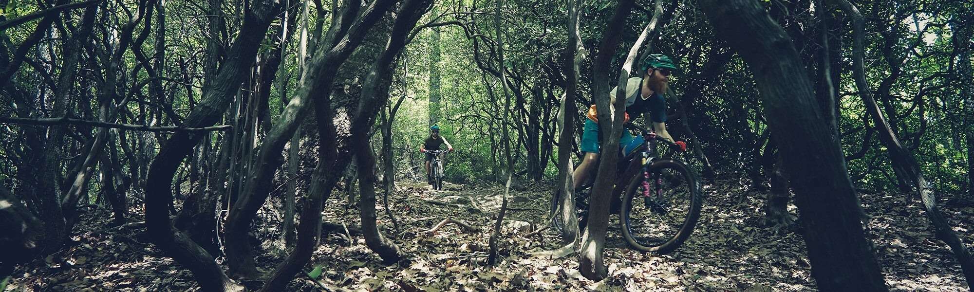 Two cyclists ride mountain bikes through a heavily wooded trail.