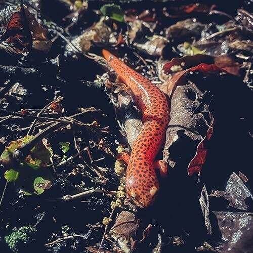 A red salamander climbs over twigs and leaves on the forest floor