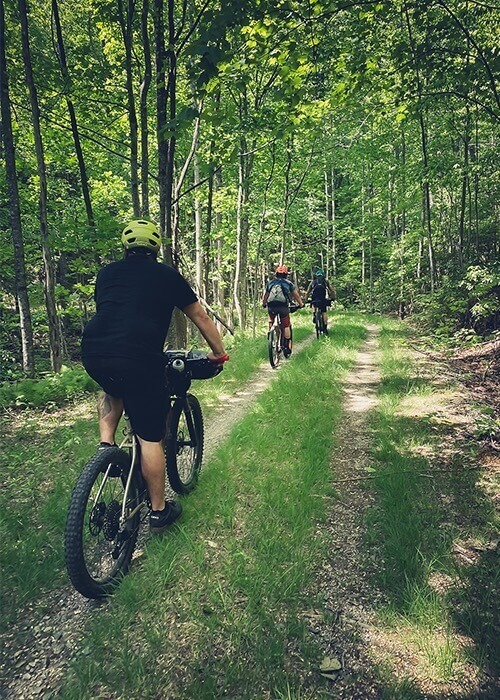 Three cyclists ride their bikes in a row on a grassy path lined with trees