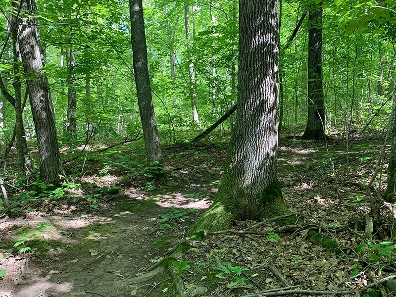 A dirt trail in the woods has a tight curve