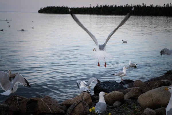 Seagulls along the rocks on the shores of the lake