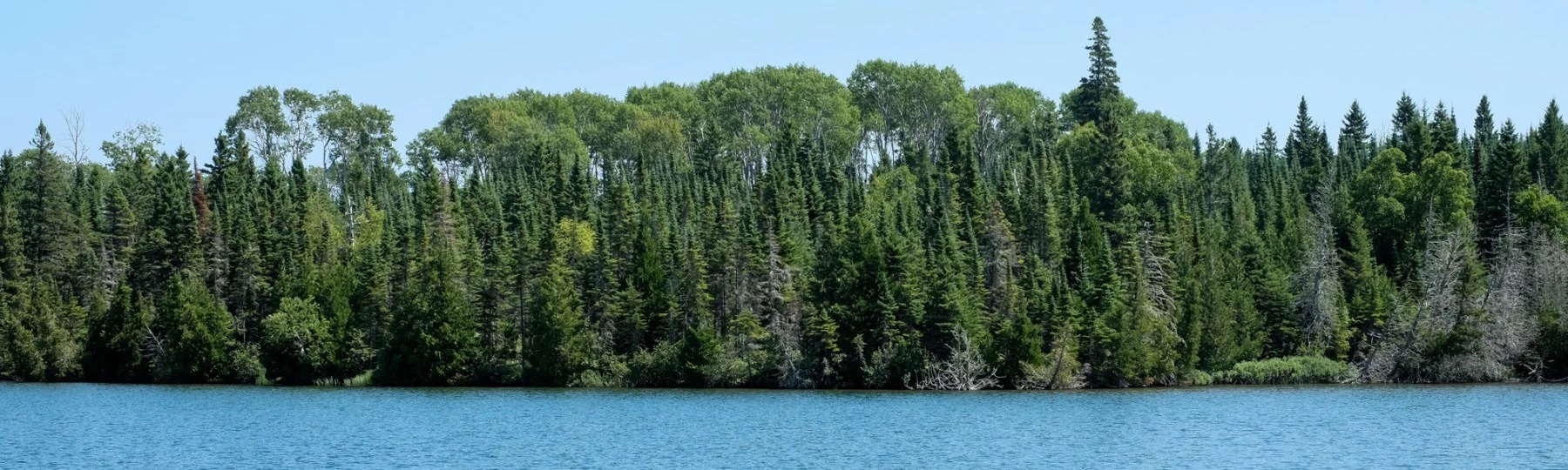 View of the tree-lined shore from the lake