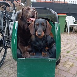 Bicycle Sidecars Sidecar w/ Doggy Door 