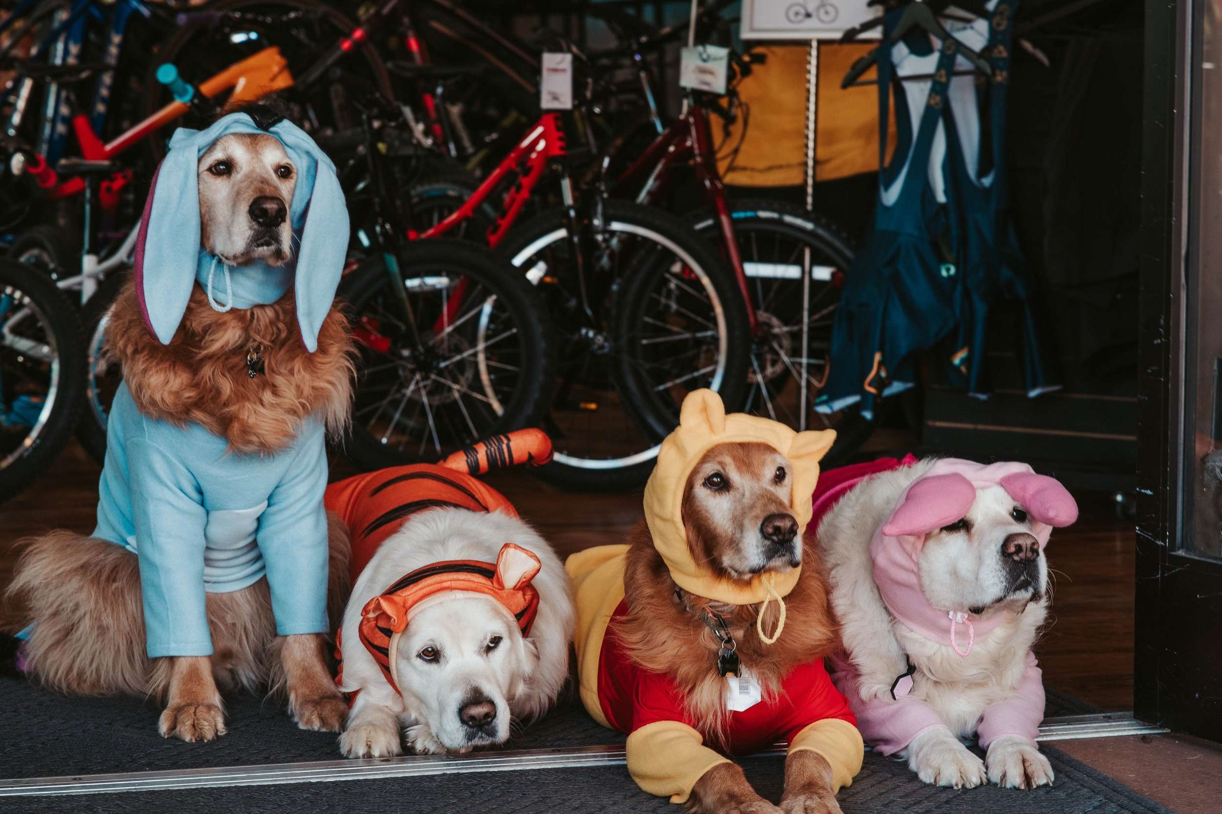 Shop dogs would love to help you with dog supplies options!