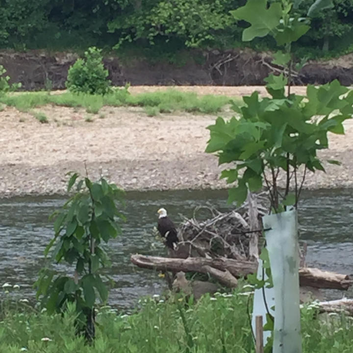 A bald eagle in the Cuyahoga Valley National Park