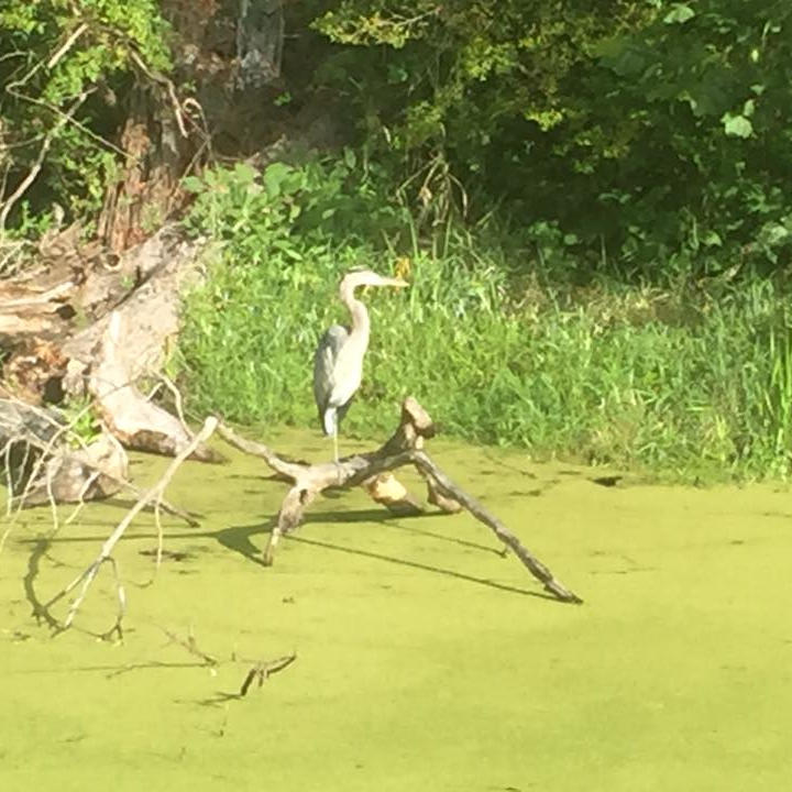 A great blue heron in the Cuyahoga Valley National Park